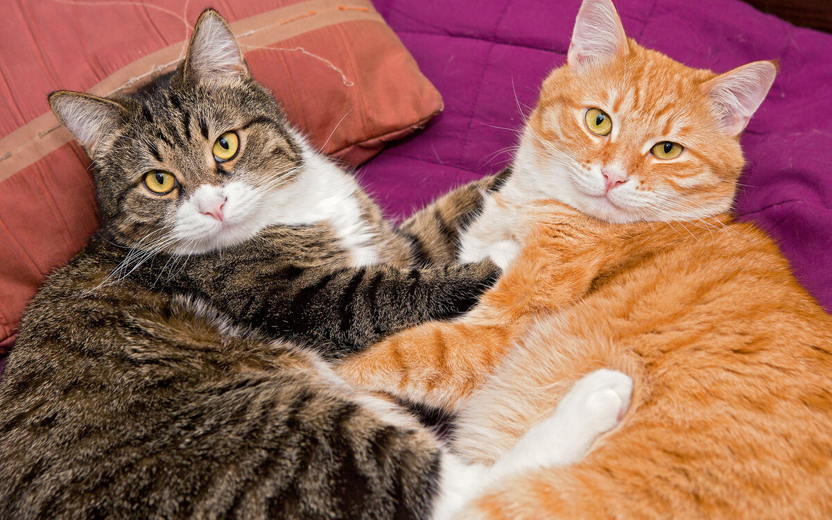 Фото с сайта 1zoom.me