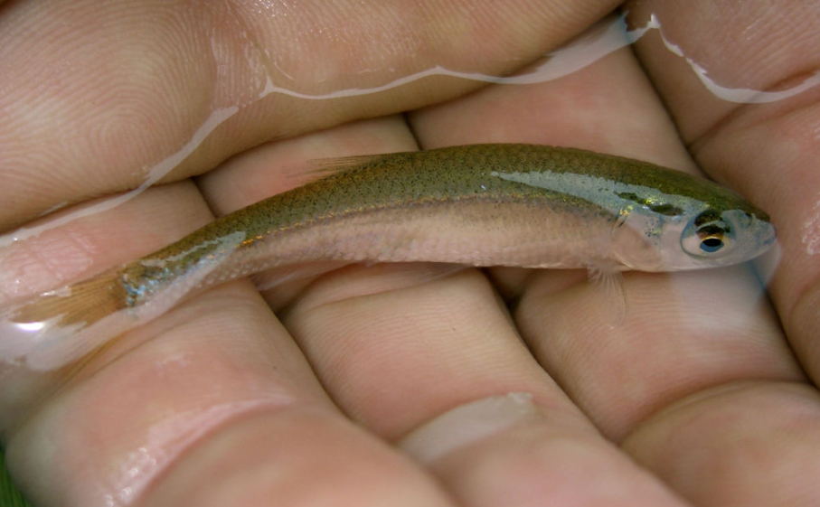 Верховка. Фото с сайта FishX.org