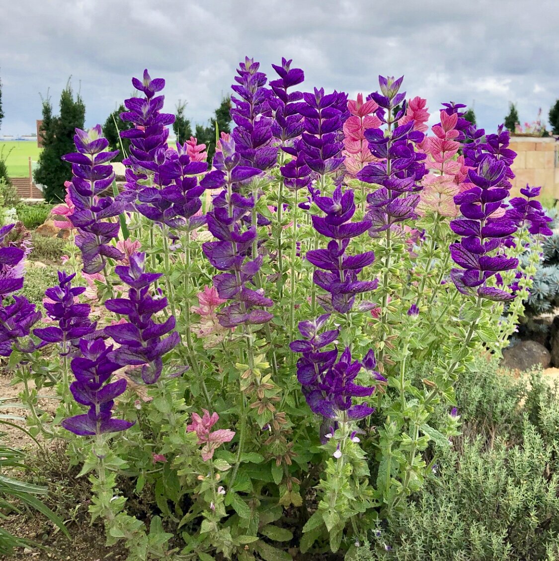 Так выглядит кустик сальвии хорминумовой
