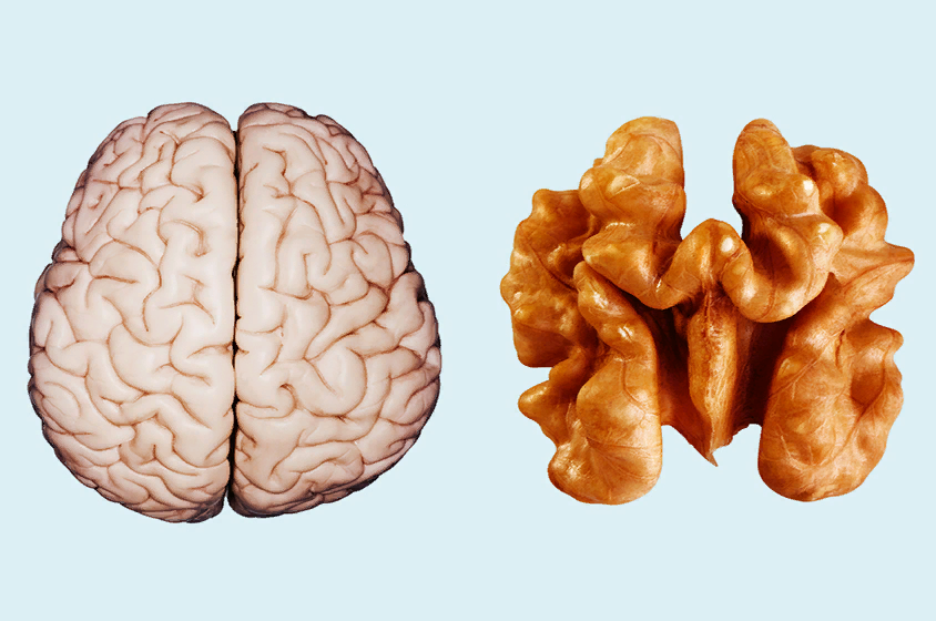 Грецкие орехи похожи на мозги. Орех грецкий и головной мозг. Грецкий орех похож на мозг. Грецкий орех и мозги.
