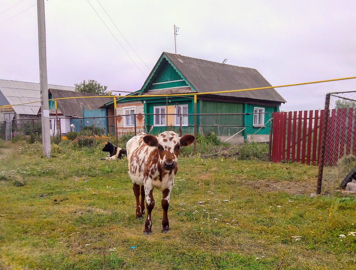 Деревня новая нижний