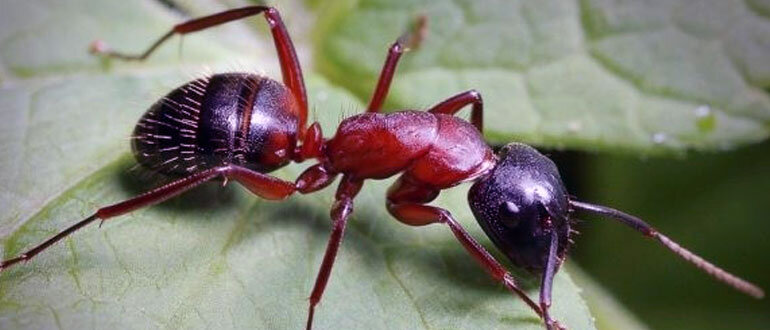 Такие маленькие насекомые и такой большой вред от них