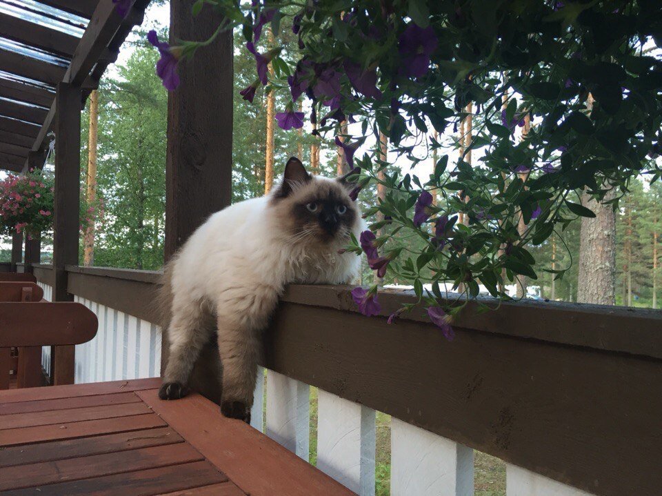 Вот он наш любимый разбойник. 