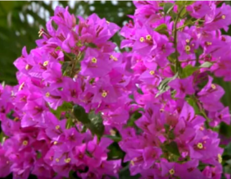 На родственниках можно будет выращивать цветы.