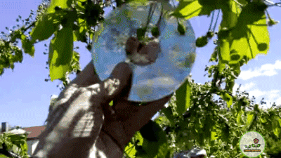 Вот на черешне и яркое и шумное. Примерно так надо, только больше.