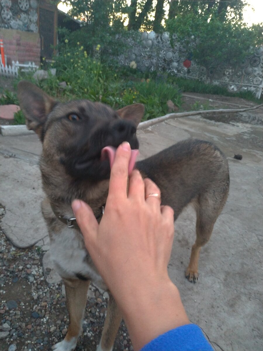 Шерстяной зализа.