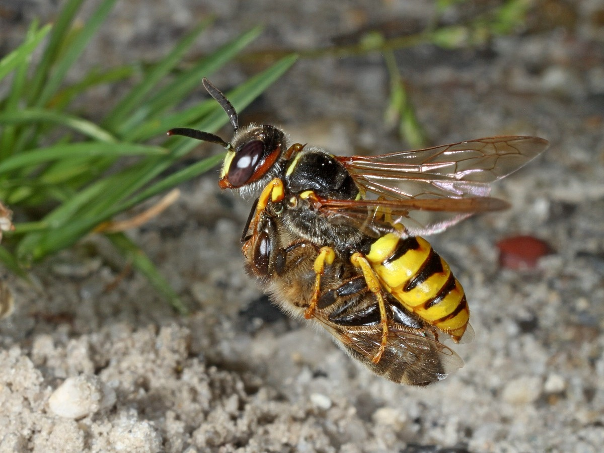 Филант пчелиный волк. Земляной Шершень. Philanthus Triangulum. Шершень Филант.