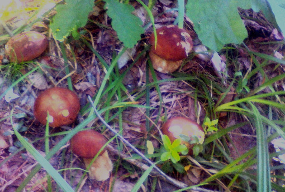 БЕЛЫЕ ФОТО ОТ 7 июня 2019года