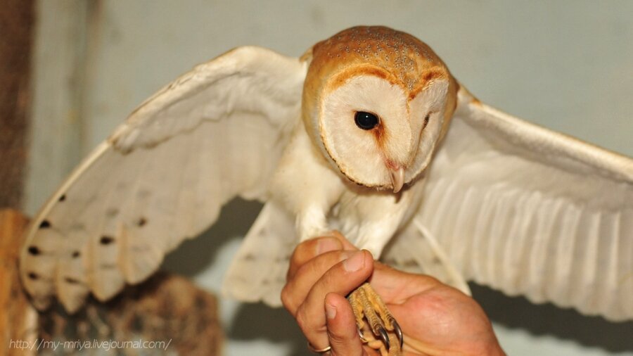 Сипуха. Находится в Красной книге ряда стран Европы.