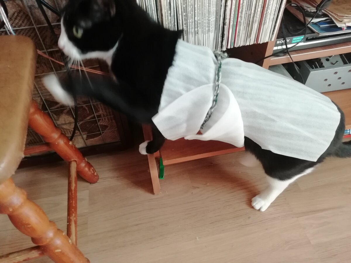 Кот в оригинальной упаковке