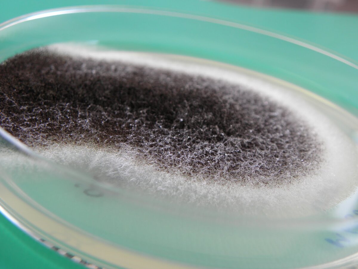 ASPERGILLUS NIGER