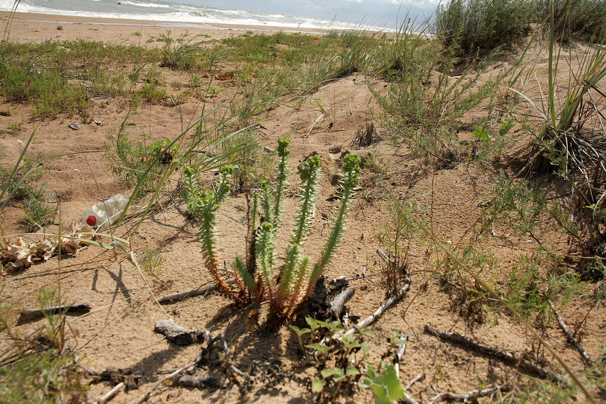 Молочай прибрежный (Euphorbia paralias). Снято в поселке Пересыпь