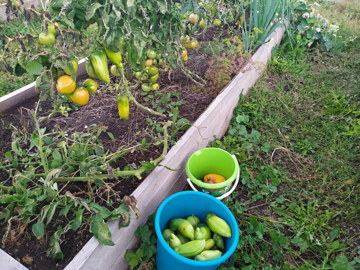 Собираю зеленые помидоры.