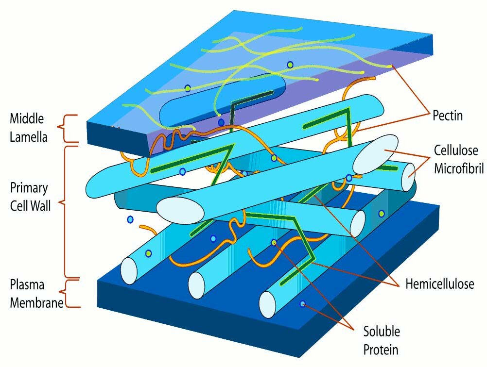 Клеточная стенка. Клеточная стенка МБТ. Plant Cell Wall, Cellulose, macrofibril, microfibril, Micelle. Carbonhydrate strengthens Plant Cell Wall. Имеется клеточная стенка из хитина