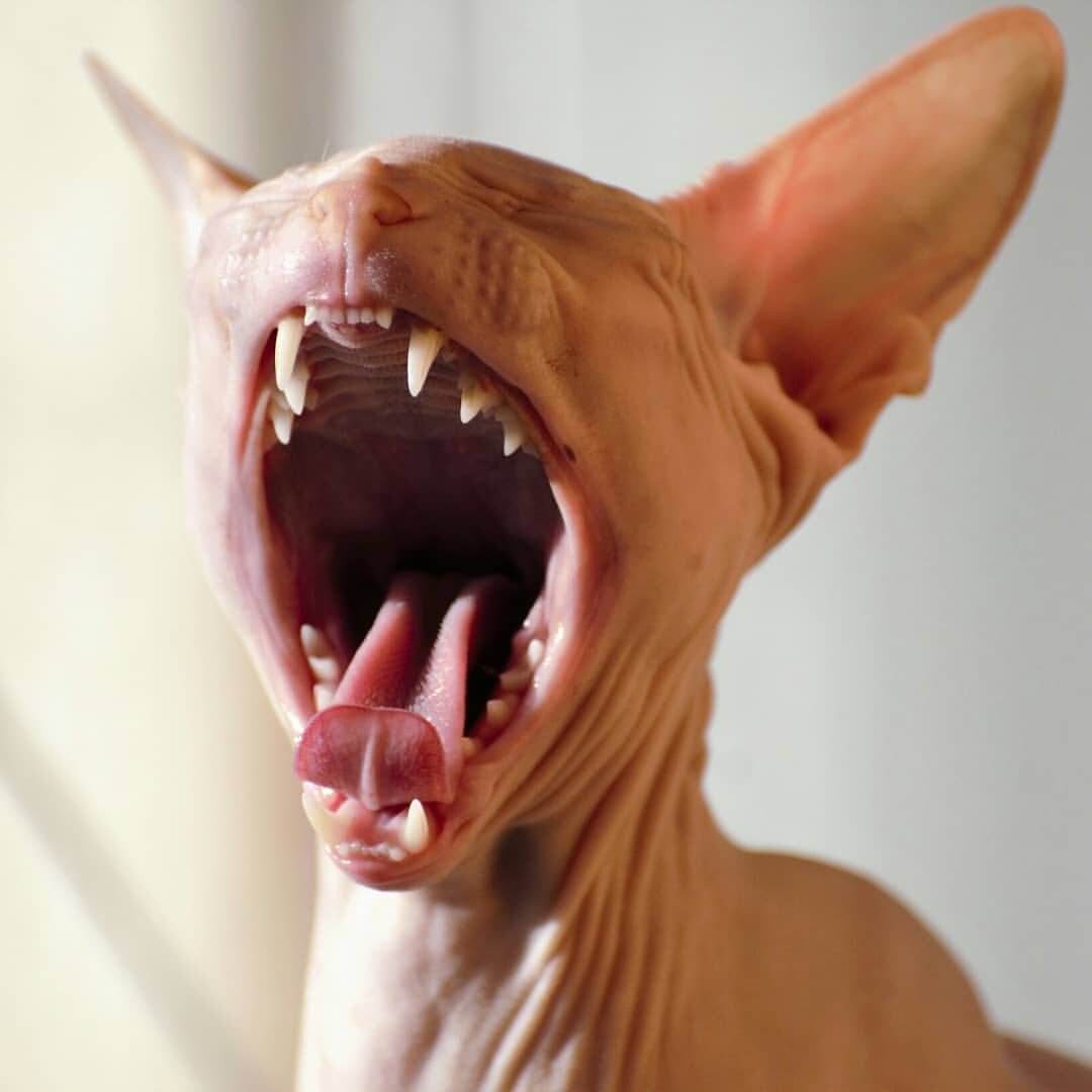 Сфинкс зевает. Фото с профиля Инстаграм @sphynx_mania