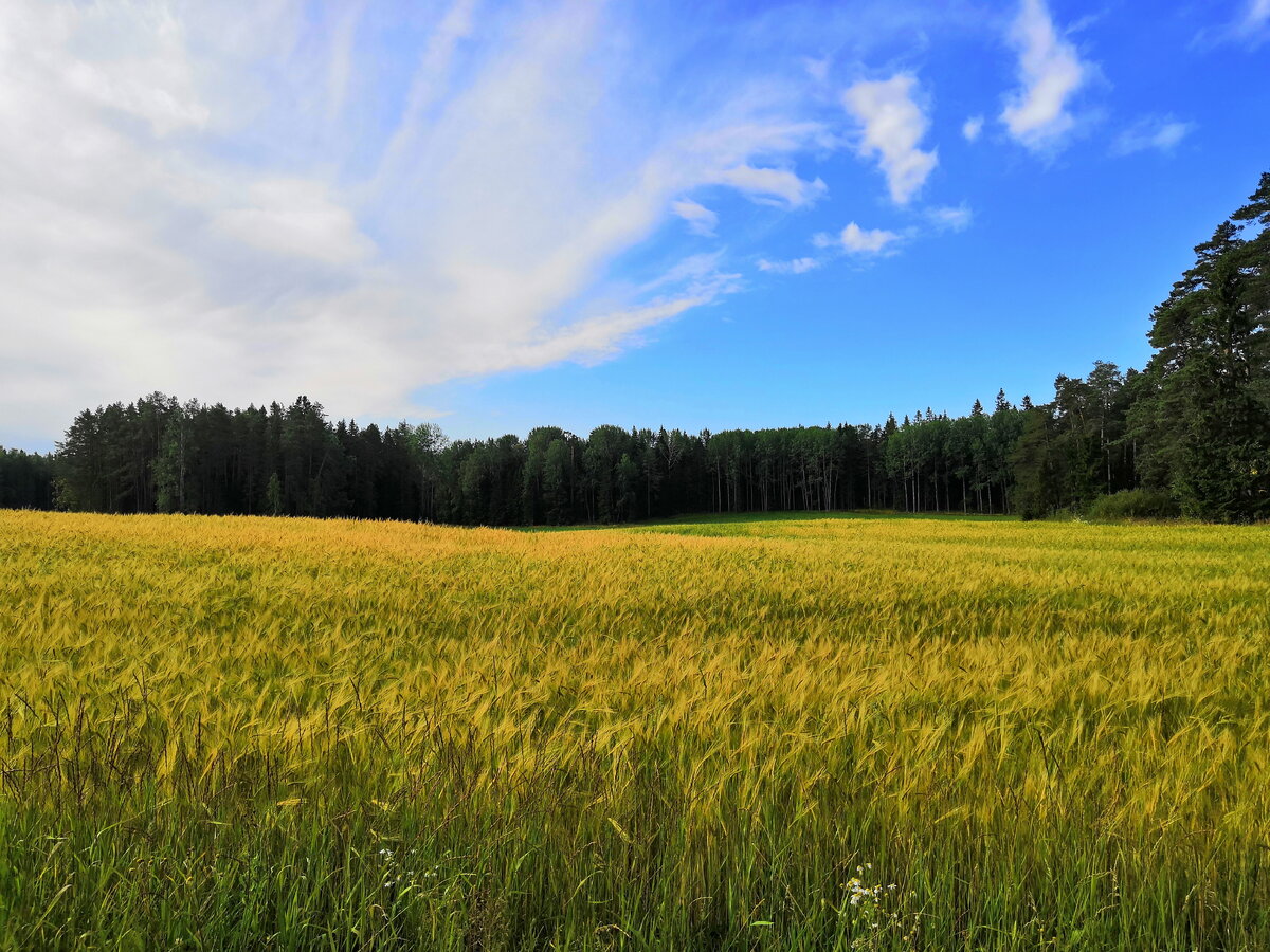 Русское поле фото