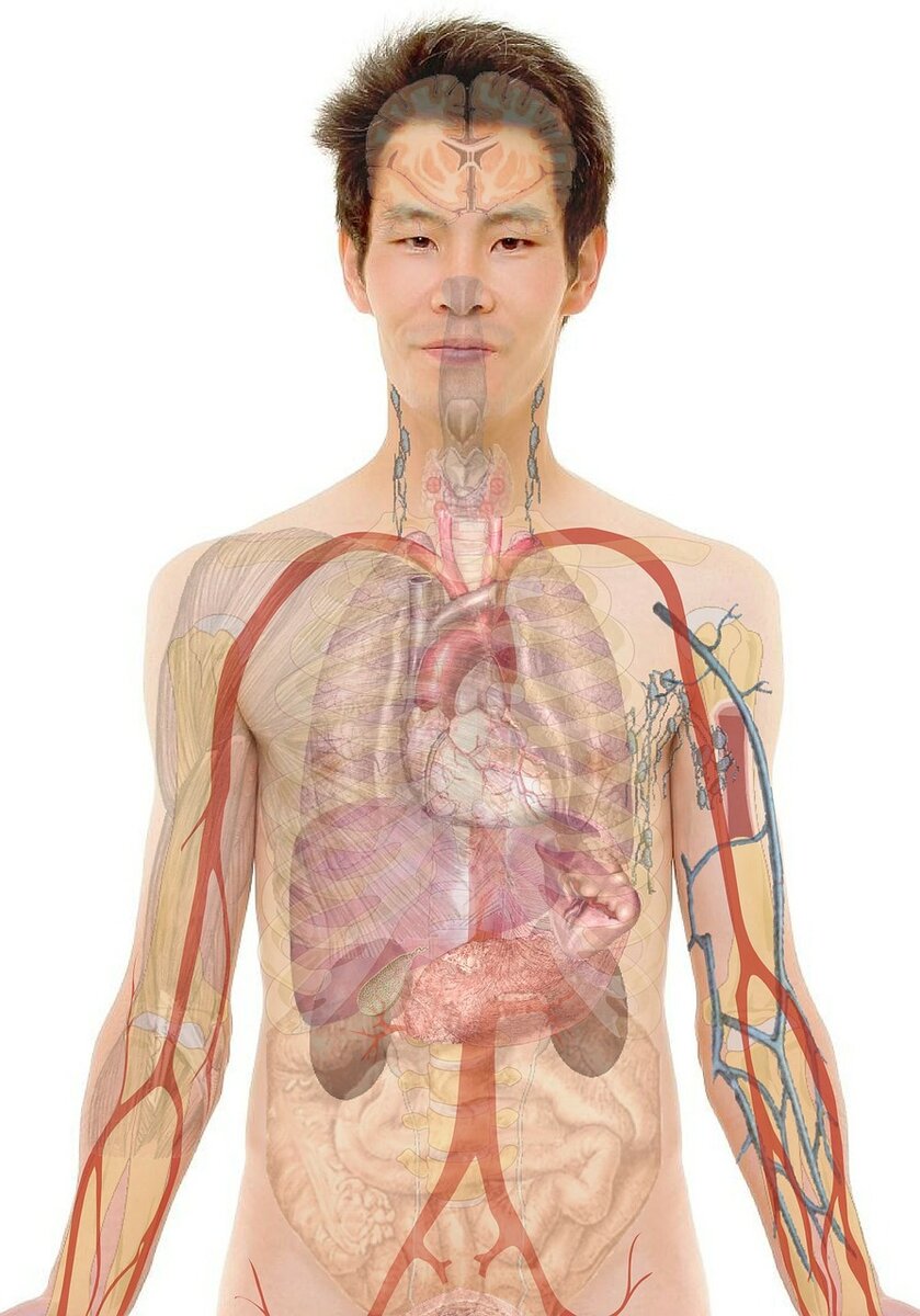 https://pixabay.com/get/54e5d142485bb108f5d084608229357f1c3dd9ec574c704c722e7bd3964ec251/anatomy-254129_1280.jpg