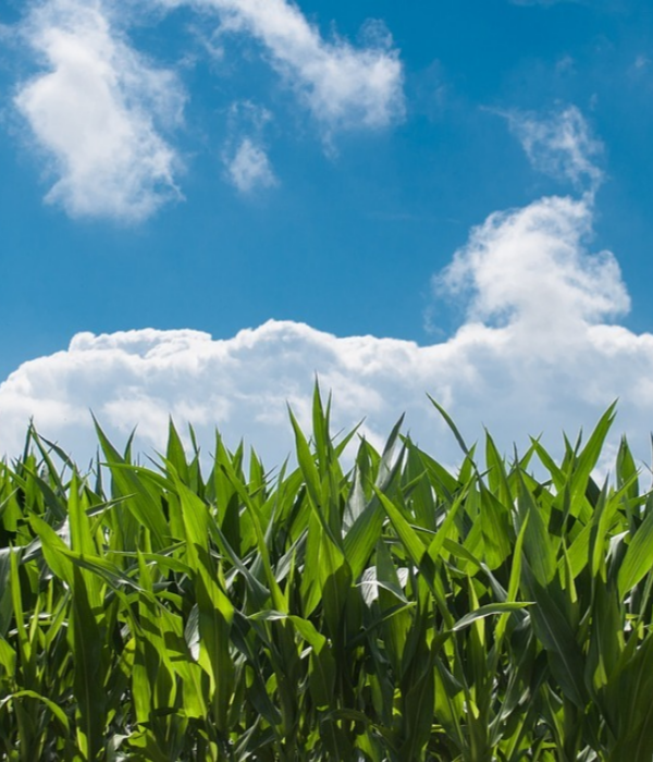 https://cdn.pixabay.com/photo/2014/09/09/19/07/corn-field-440338_960_720.jpg