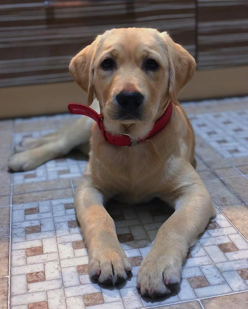 Милли – именно так зовут девочку, которая теперь живет в семье Кирилла.  Фото из инстаграм @kirill.patselya