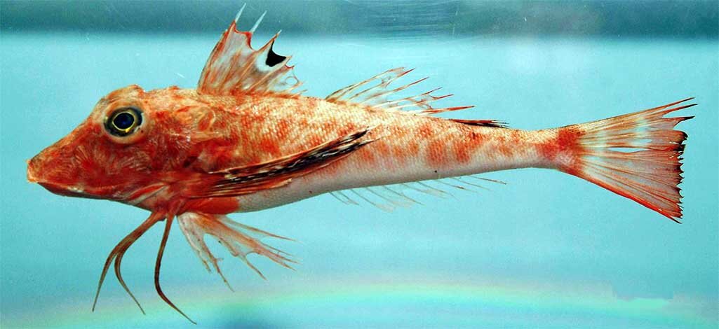 С первого взгляда - ничего необычного.