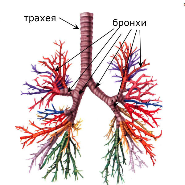 трахея и бронхи