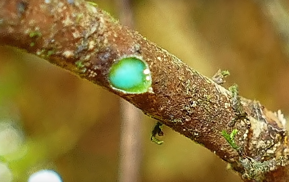 Фото сока дерева. 