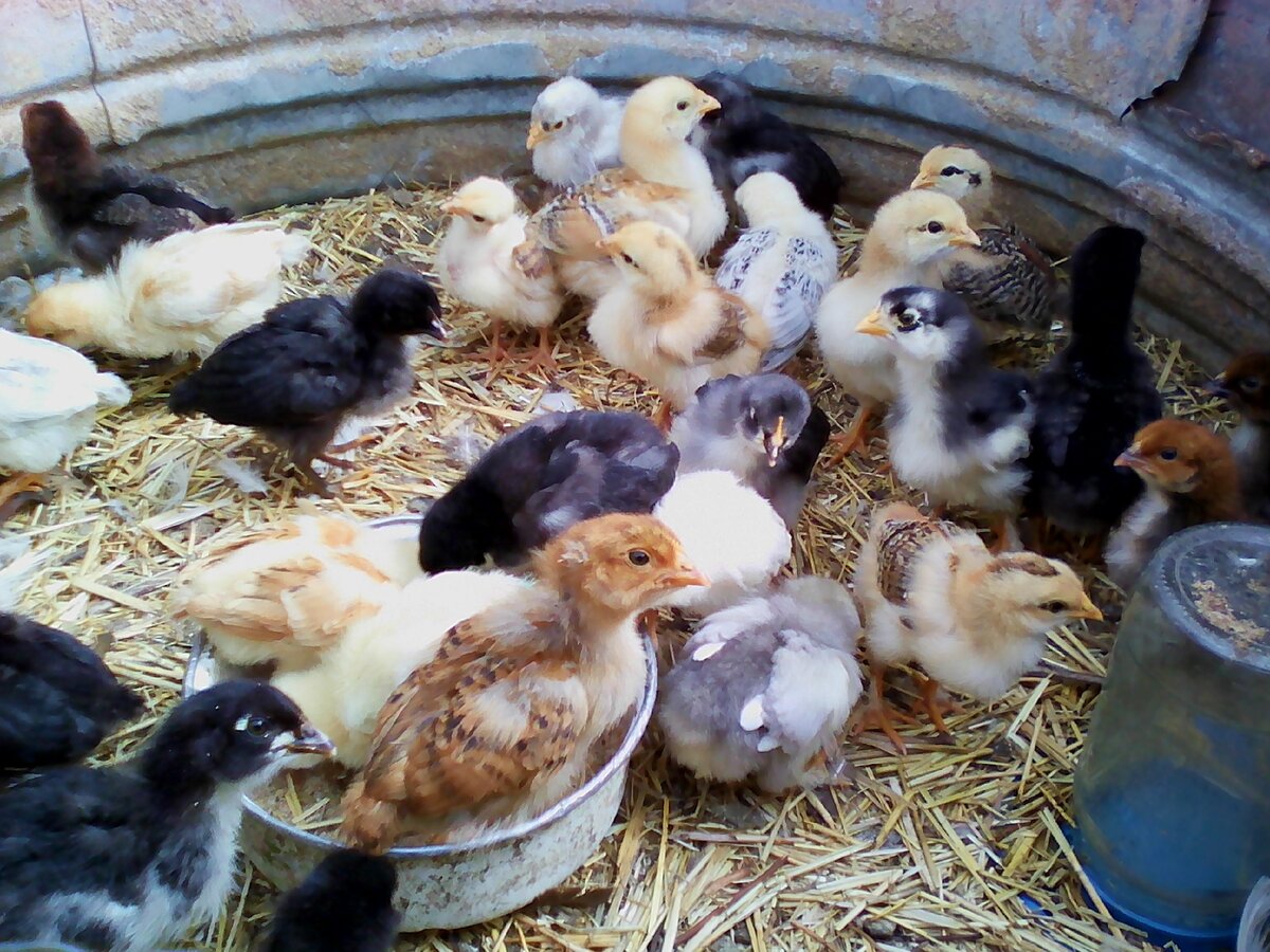 Фото автора. Мои цыплята.