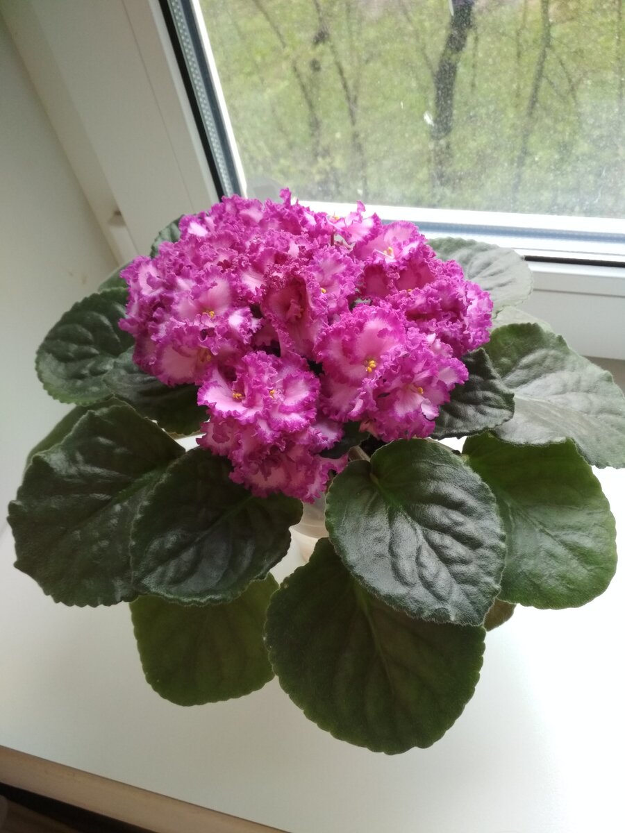 Lyon's Pirate's Treasure (S. Sorano)