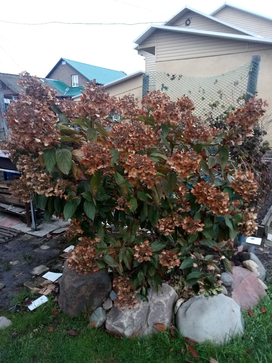 Листья еще не все  опали, но уже почти не держатся. Фото 25 октября