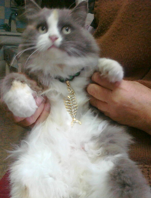 Красавица Алиса!