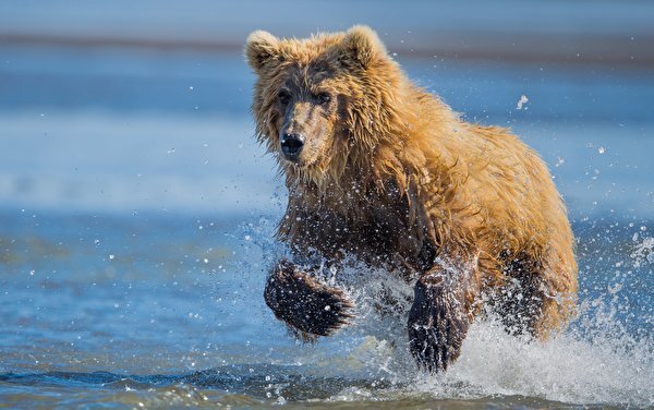 фото взято из источника 1ZOOM.RU