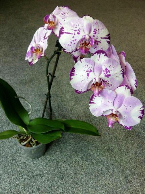 Цветение орхидеи