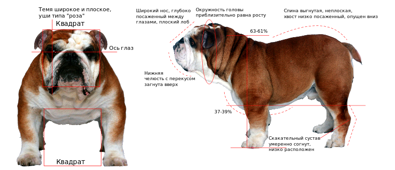 фото из интернета
Идеальный бульдог должен быть коренастым, средних размеров и с прямой, короткой, плотно прилегающей шерстью; туловище мощное, компактное, голова массивная с короткой вздернутой...-2