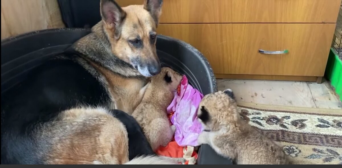 Парк "Белый лев" г. Владивосток, овчарка выкормила львят, которых бросила львица. 