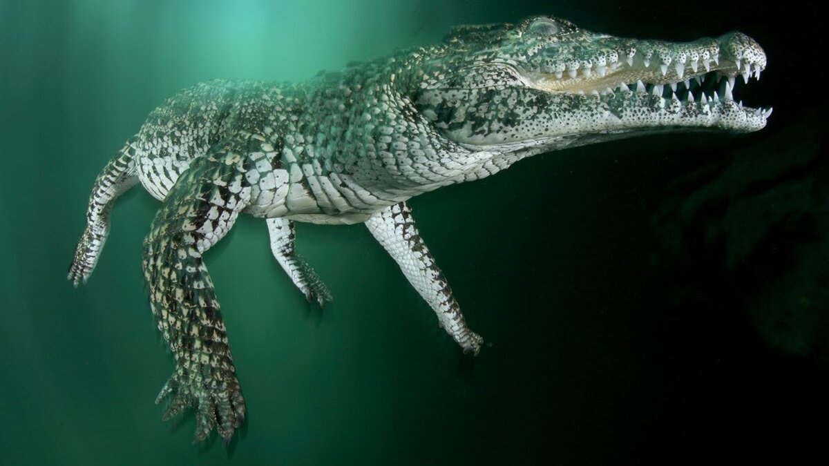 Кубинский крокодил (Crocodylus rhombifer)