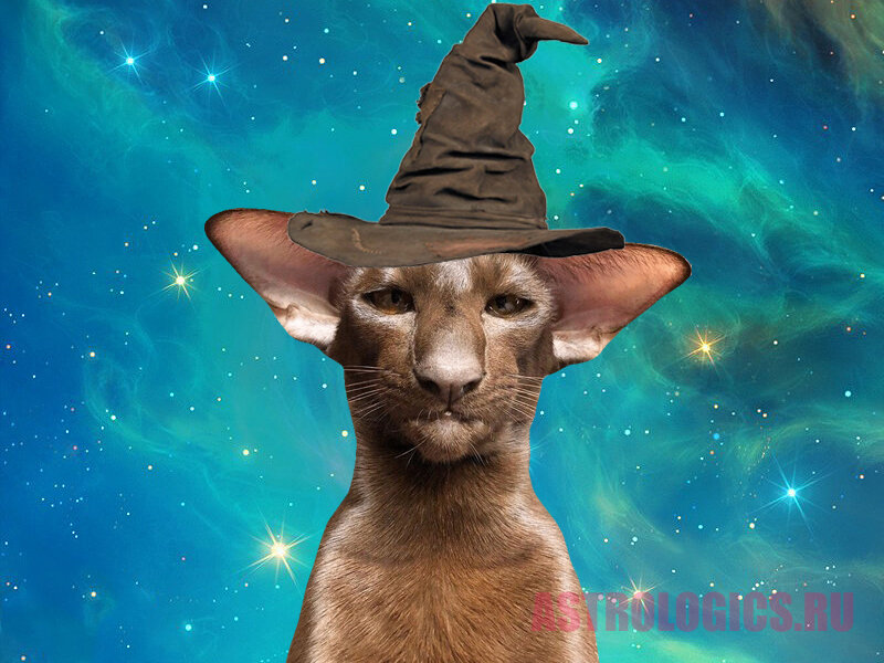 Гороскоп удачи для Овна на сентябрь 2021 года