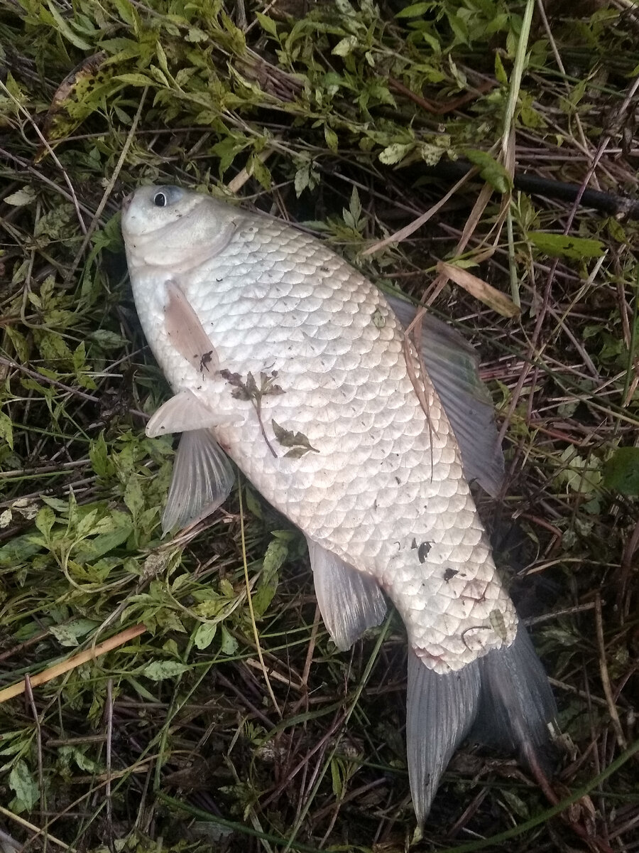 На платниках рыба клюёт лучше