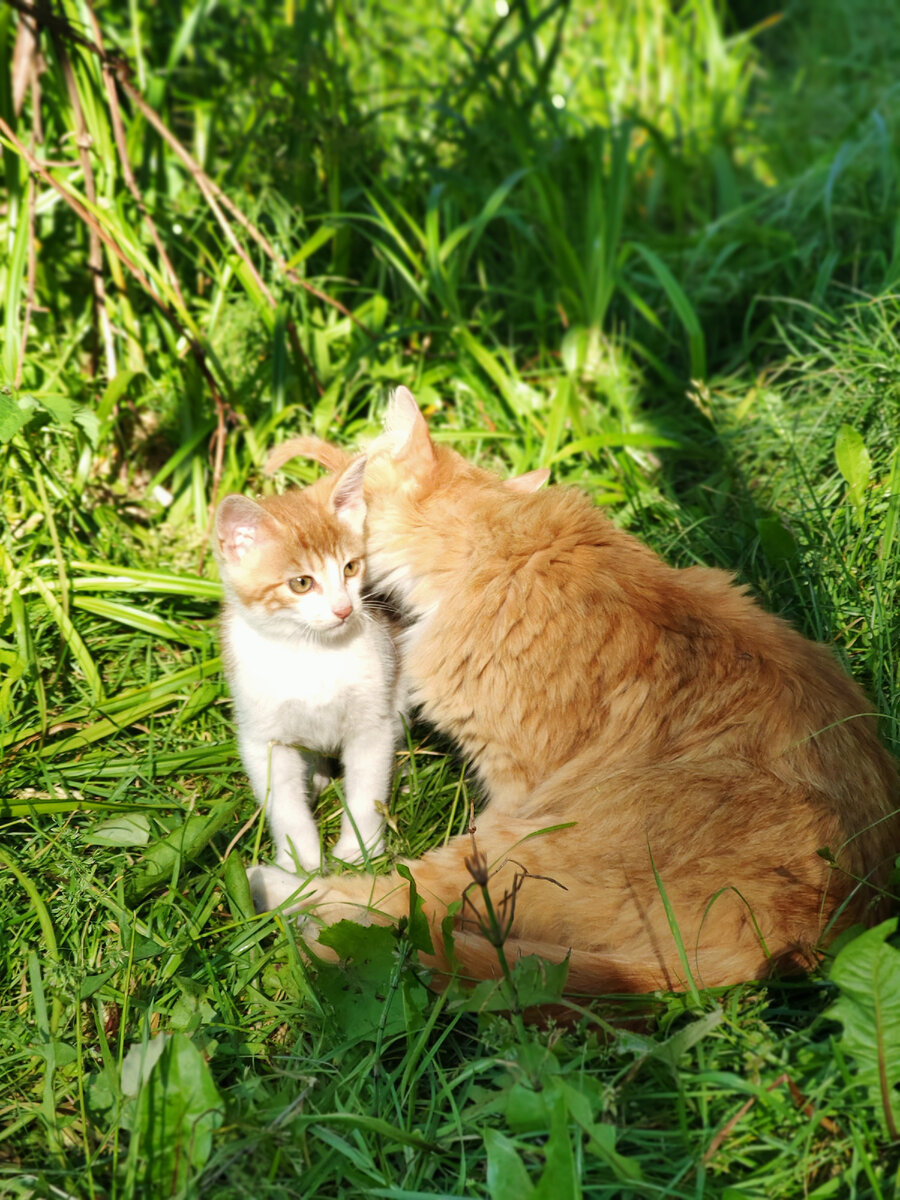 Фото автора. Лучик с мамой Лизой.