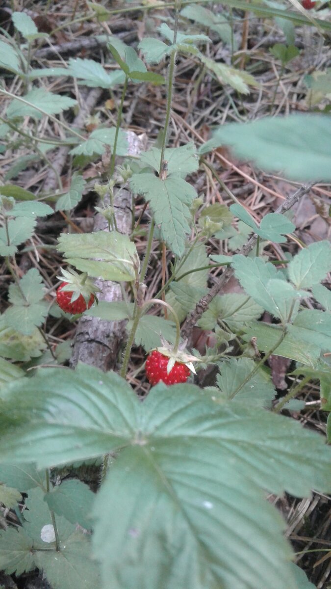 Ещё одна лесная ягода - земляника. Прокормиться ею вряд-ли кому-то удастся, но пройти мимо её сладких плодов, не попробовав - немыслимо.