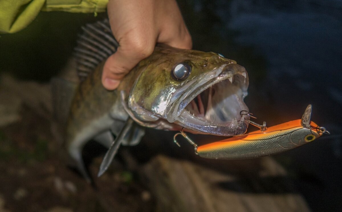 Микроджиг на волге в июле-августе. Обыкновенный судак. Найти судака. Обыкновенный судак. Судак на волге.