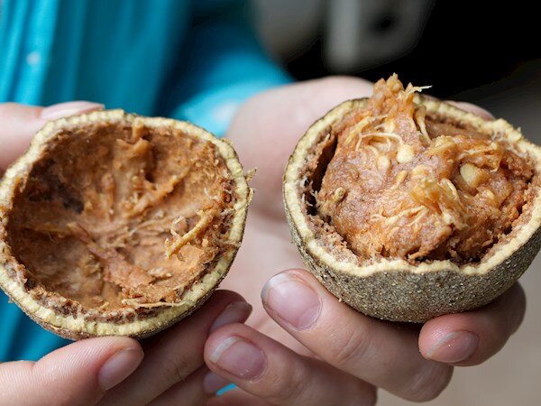 Древесное яблоко 