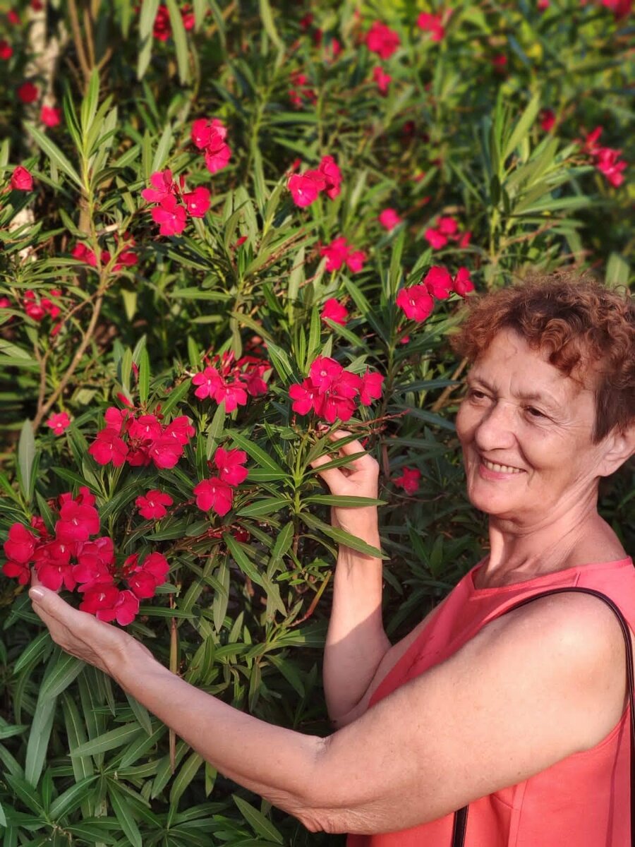 Олеандры  радуют. 