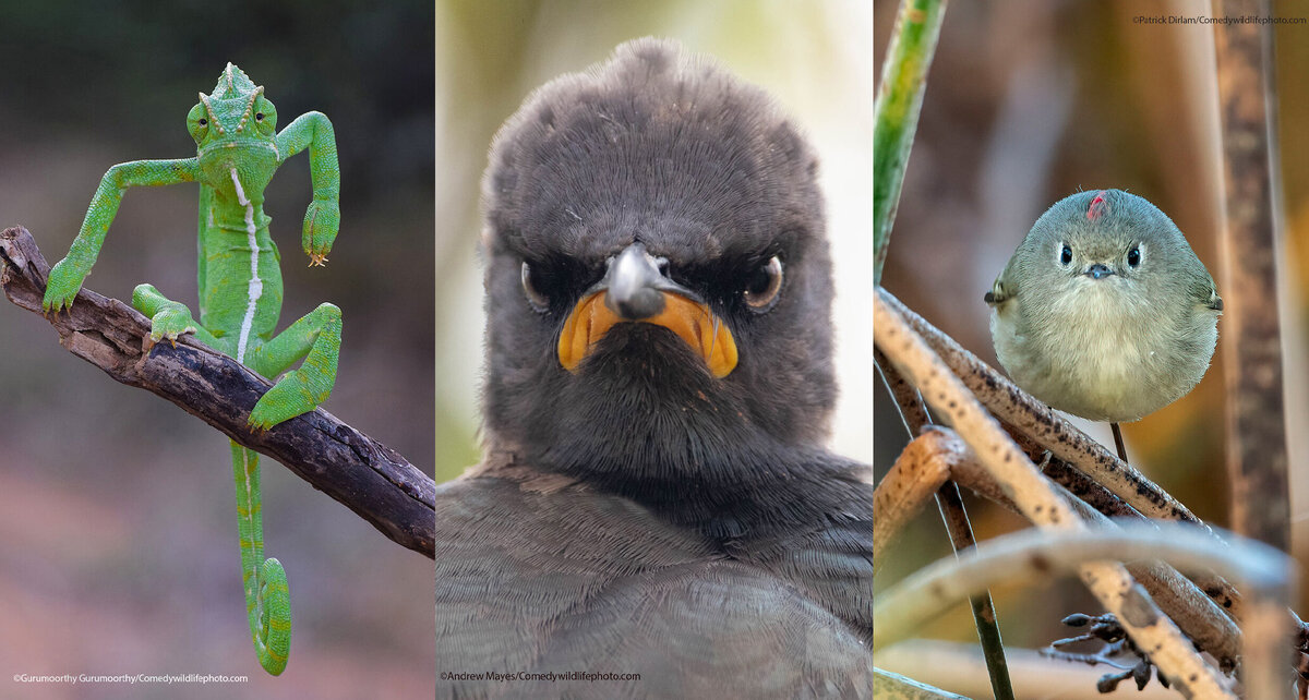 Так, дружок, если ты собираешься хихикать над животными, то лучше даже не начинай, не зли этих рептилий, по-хорошему прошу.