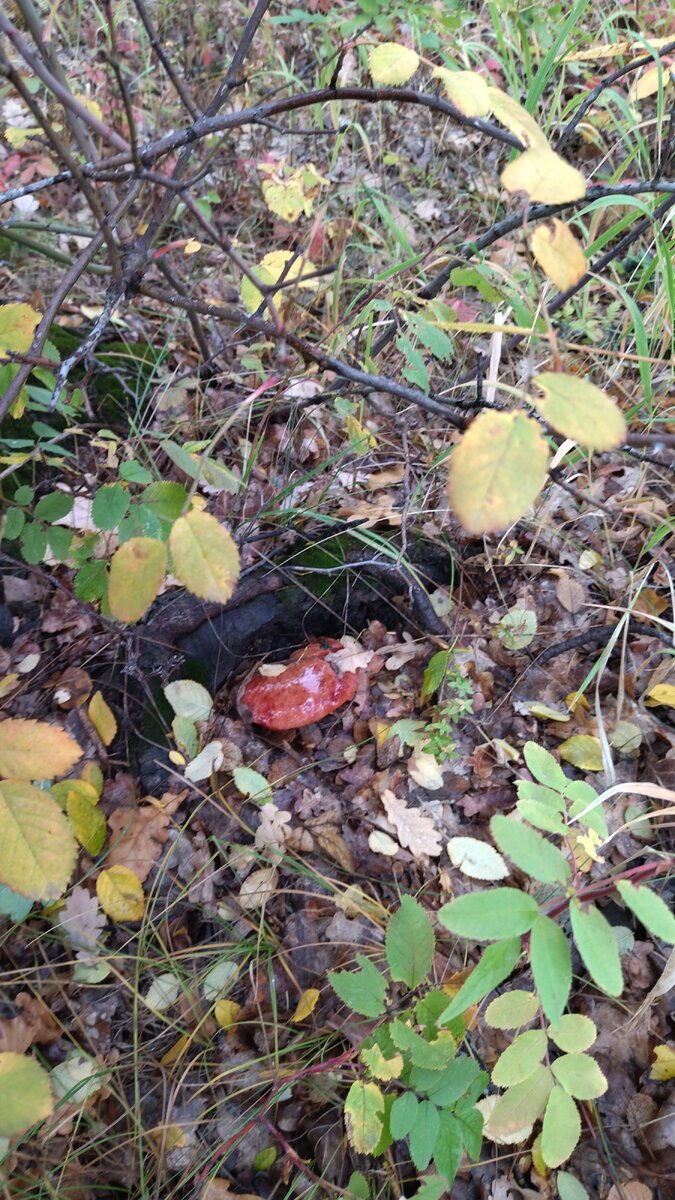 Печёночница,Тёщин язык