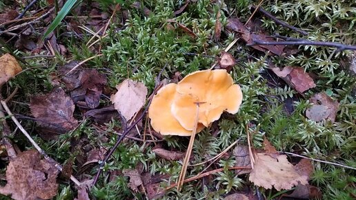 Лисичка настоящая (Cantharellus cibarius). Как выглядит гриб на месте произрастания.