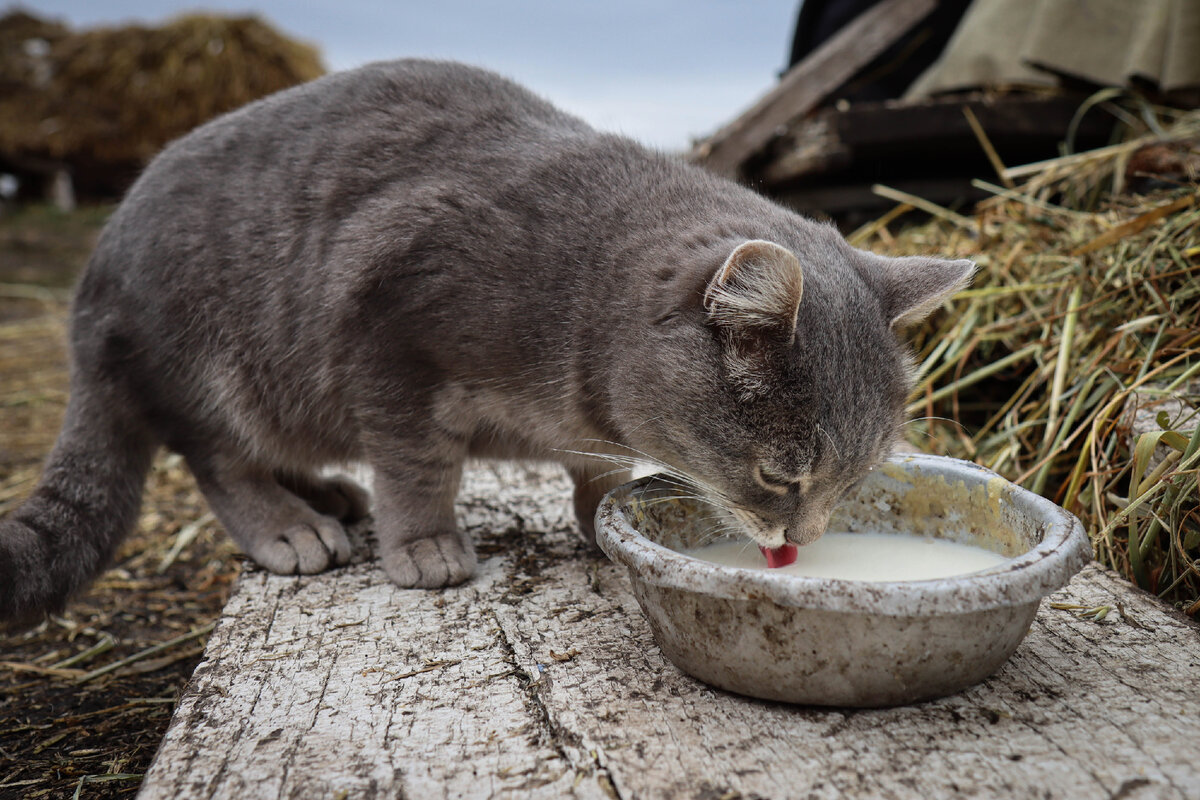 Котам нельзя молоко