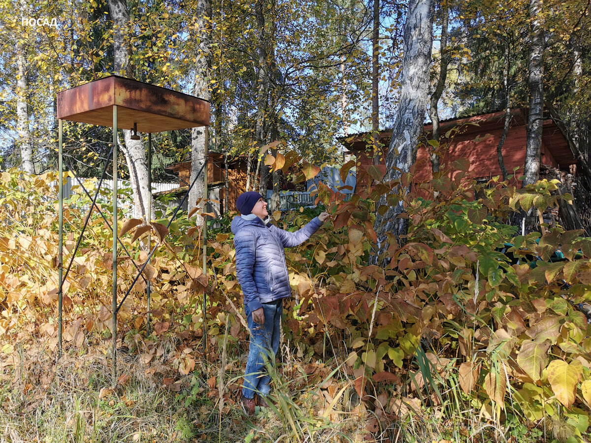 Вырастает выше человеческого роста, но хорошо скрывает то, что надо скрыть.