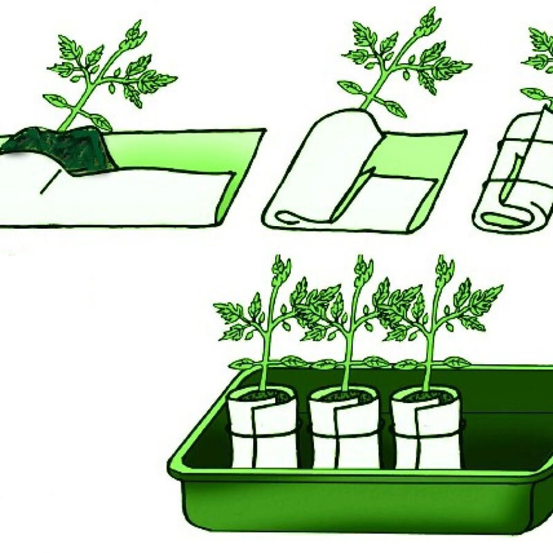 Выращивание рассады в улитках