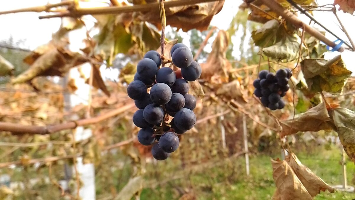 Укрытие винограда. Сроки укрытия кустов винограда на зиму.