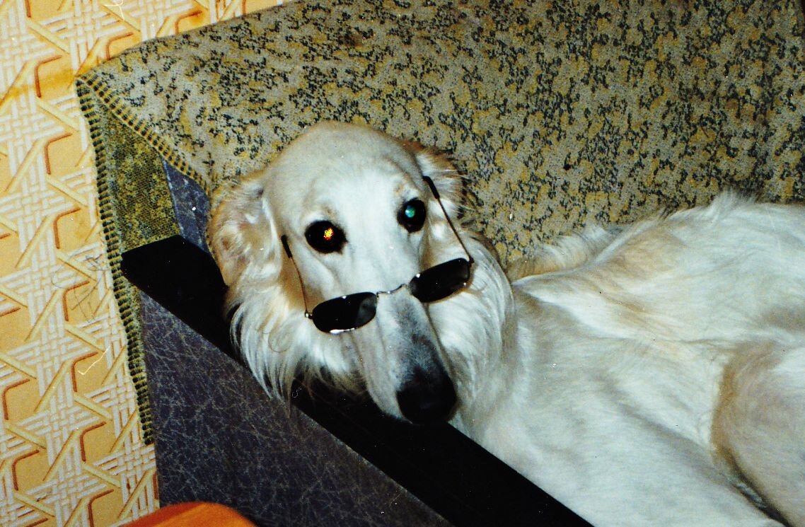 Прохиндей Кроша